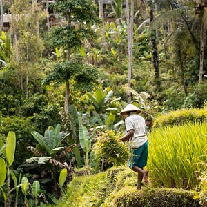 Ubud-Images